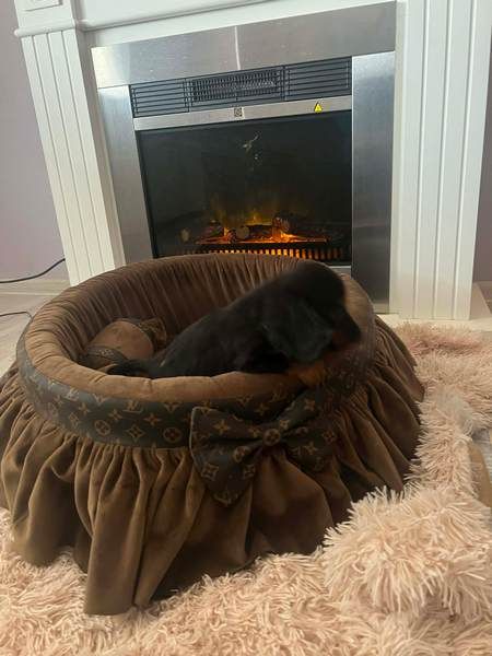 Dugodlaki patuljasti jazavičari - Psi Oglasi Beograd