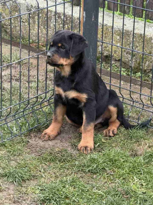 Na prodaju štenad Rottweilera vrhunskog porekla. - Psi Oglasi Beograd