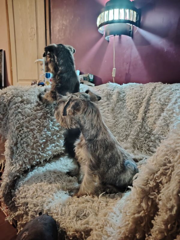 Štenci patuljastih šnaucera - Psi Oglasi Beograd