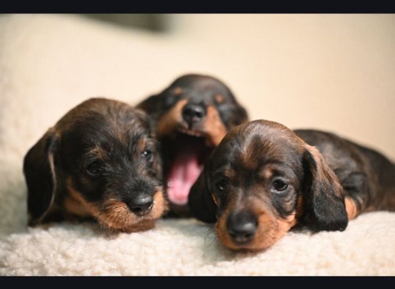 Na prodaju štenci rase oštrodlaki jazavičar - kunićar - Psi Oglasi Beograd