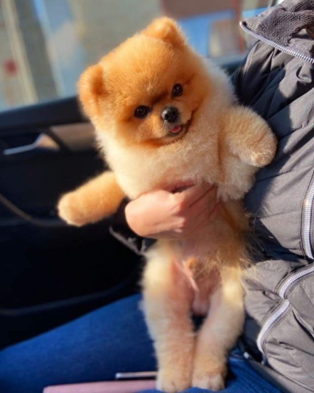 Najlepsi Pomeranci Boo - Psi Oglasi Beograd