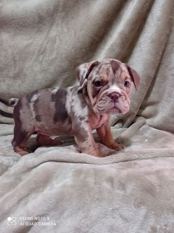 Choko Merle engleski buldog - Psi Oglasi Beograd