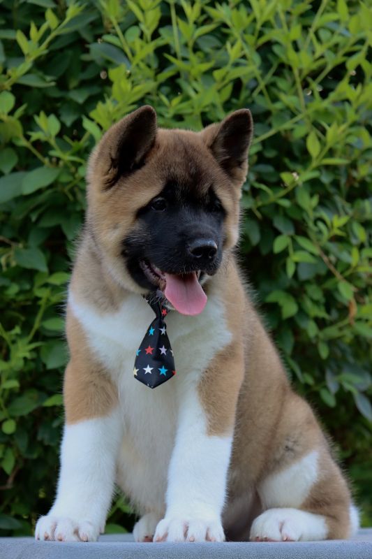 Americka Akita stenci - Psi Oglasi Beograd Americka Akita stenci - Psi Oglasi Beograd