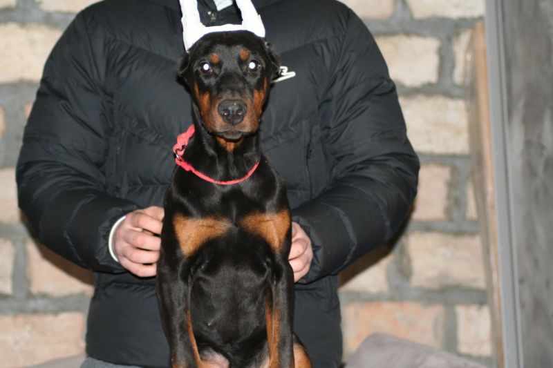 Na prodaju štenci dobermana različitog uzrasta - Psi Oglasi Beograd Na prodaju štenci dobermana različitog uzrasta - Psi Oglasi Beograd