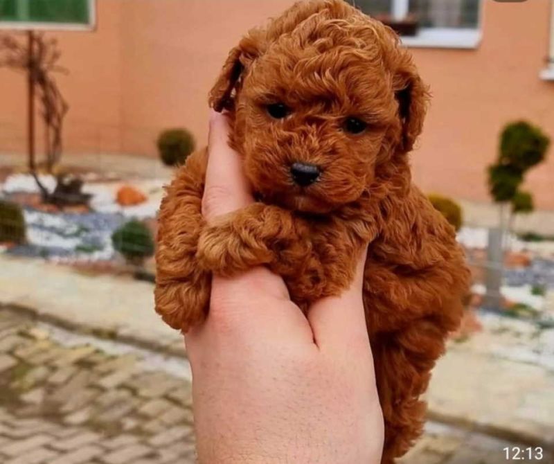 Malene, prelepe, teddy bear toy pudle - Psi Oglasi Beograd Malene, prelepe, teddy bear toy pudle - Psi Oglasi Beograd