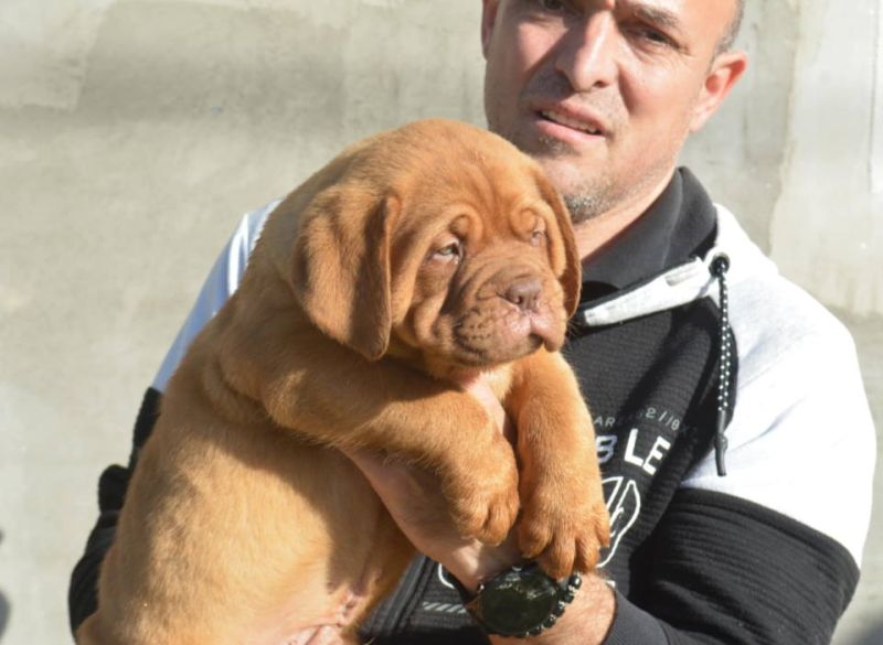 Prvobirano musko stene BORDOSKE doge - Psi Oglasi Beograd Prvobirano musko stene BORDOSKE doge - Psi Oglasi Beograd