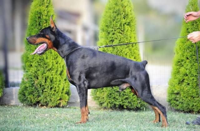Doberman štenci - Psi Oglasi Beograd Doberman štenci - Psi Oglasi Beograd