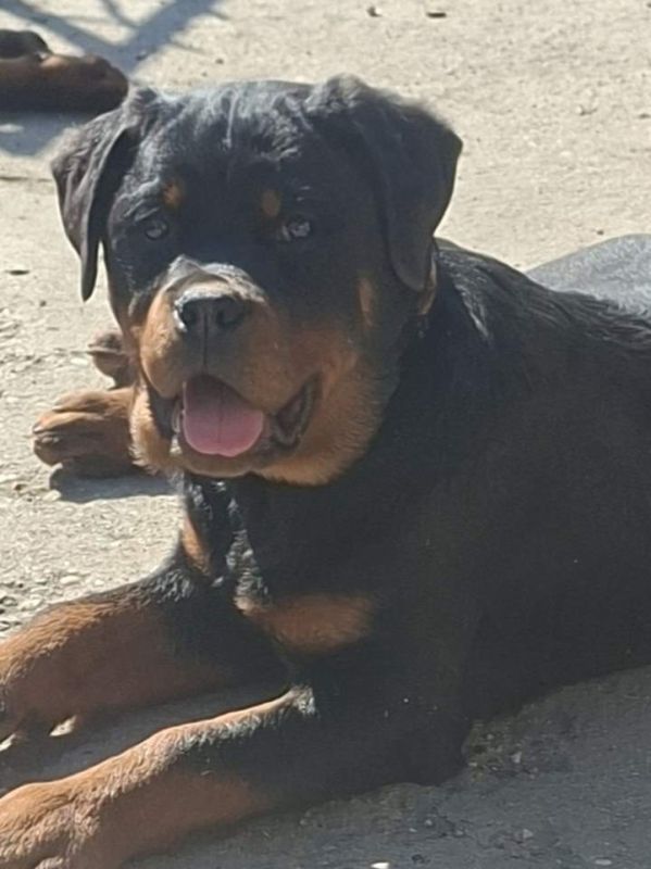 Rotvajler žensko štene - Psi Oglasi Beograd