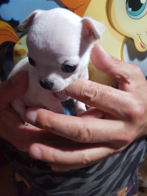 Mini princess Chihuahue. - Psi Oglasi Beograd Mini princess Chihuahue. - Psi Oglasi Beograd