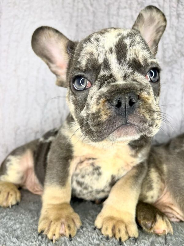 Francuski Buldog štenci u egzotičnim bojama - Psi Oglasi Beograd Francuski Buldog štenci u egzotičnim bojama - Psi Oglasi Beograd