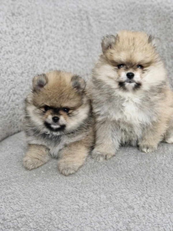 BOO teddy bear POMERANCI - Psi Oglasi Beograd BOO teddy bear POMERANCI - Psi Oglasi Beograd