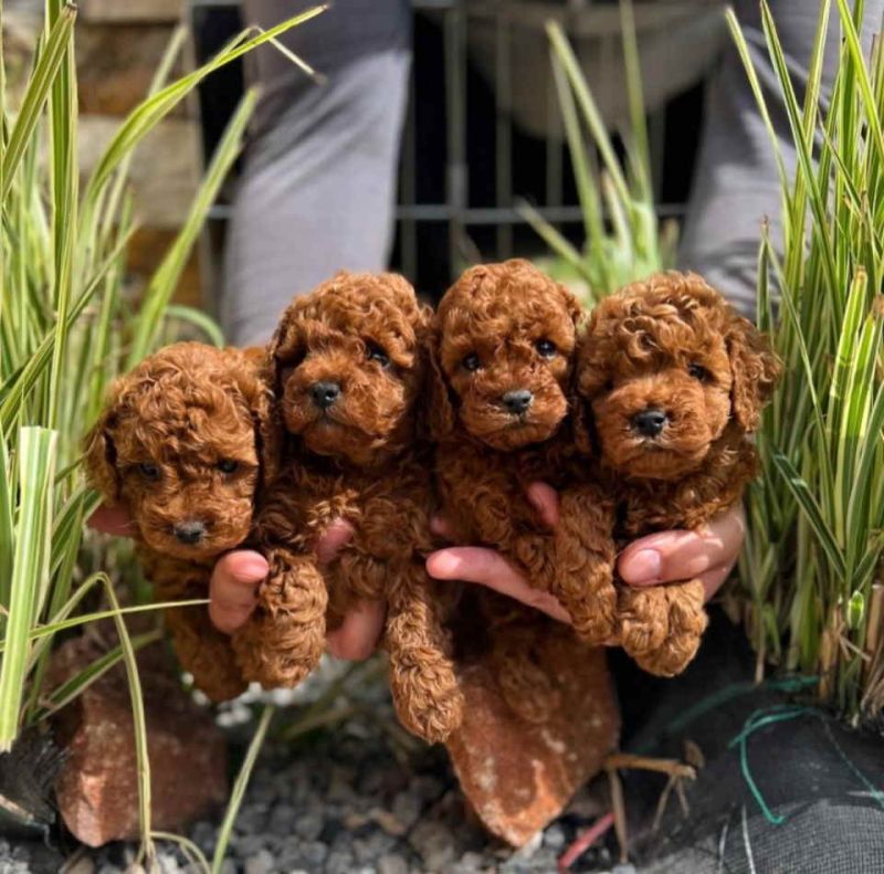 Najlepse bebe teddy bear toy pudle u Pom_Hash_Stars odgajivacnici - Psi Oglasi Beograd Najlepse bebe teddy bear toy pudle u Pom_Hash_Stars odgajivacnici - Psi Oglasi Beograd
