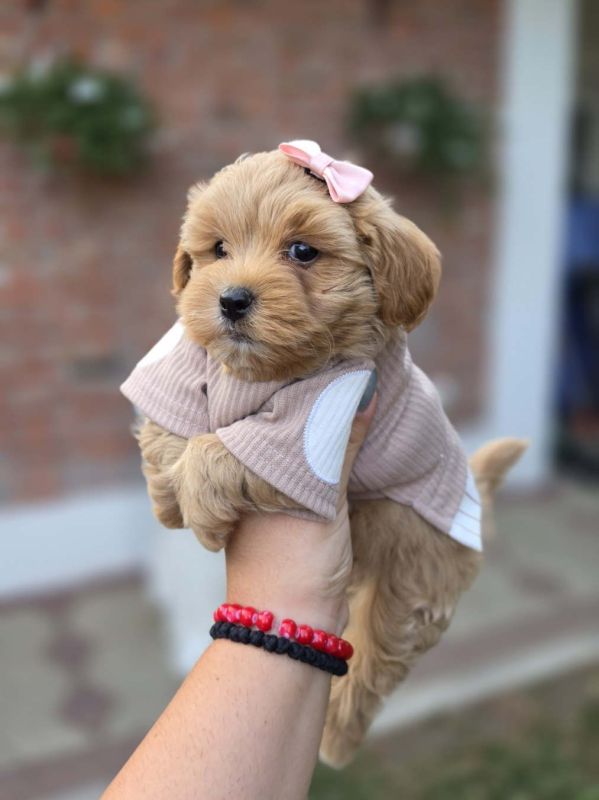 Maltipoo nove bebe - Psi Oglasi Beograd