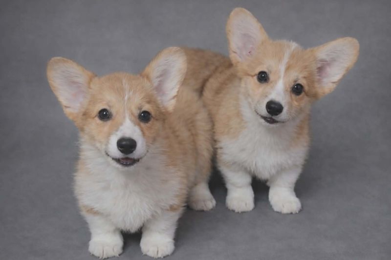 Korgi stenci - Psi Oglasi Beograd