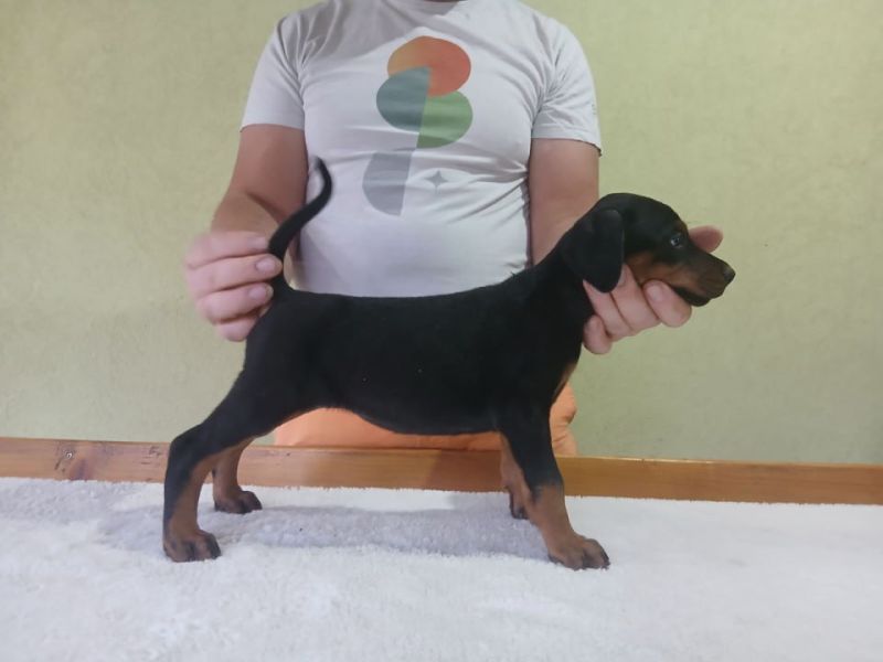 Vrhunski Doberman štenci 6 nedelja stari - Psi Oglasi Beograd