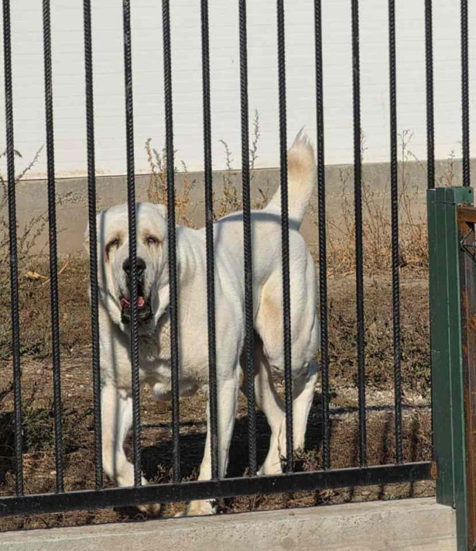 Vrhunski A Z I J A T  za parenje Azijat 3 godine - Psi Oglasi Beograd