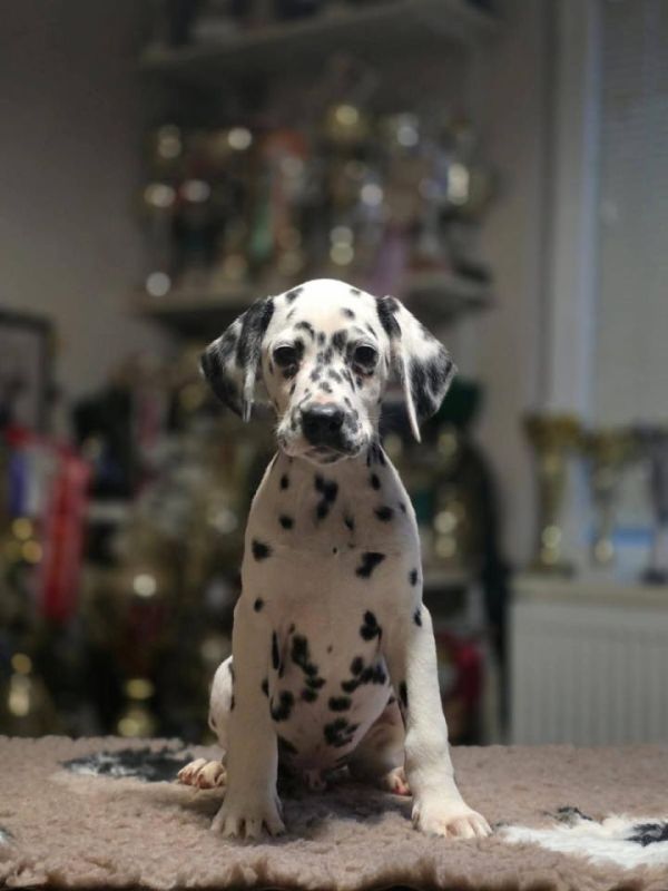 Dalmatinski pas, vrhunski štenci - Psi Oglasi Beograd