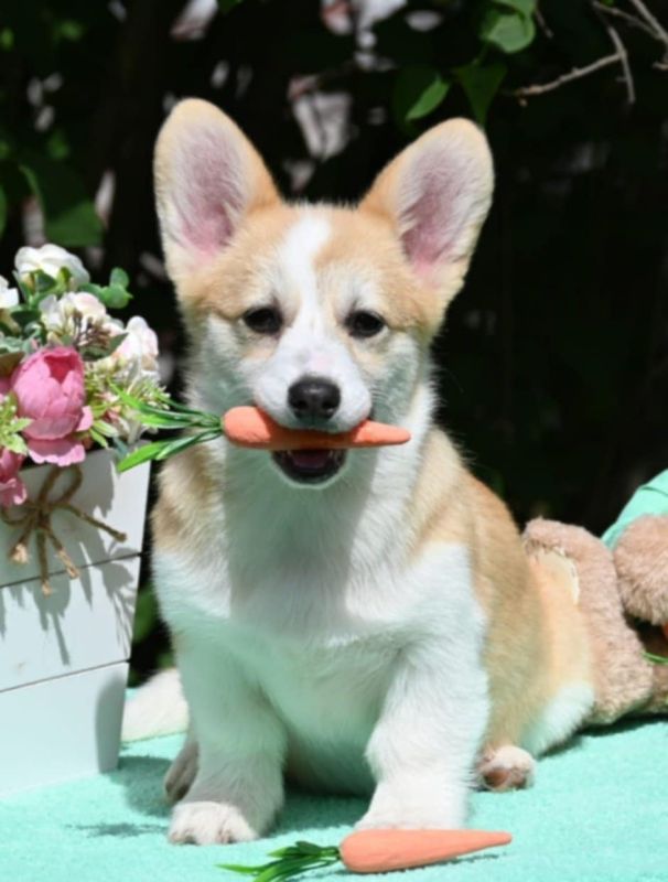 Velski korgi/Welsh Corgi Pembroke - Psi Oglasi Beograd Velski korgi/Welsh Corgi Pembroke - Psi Oglasi Beograd