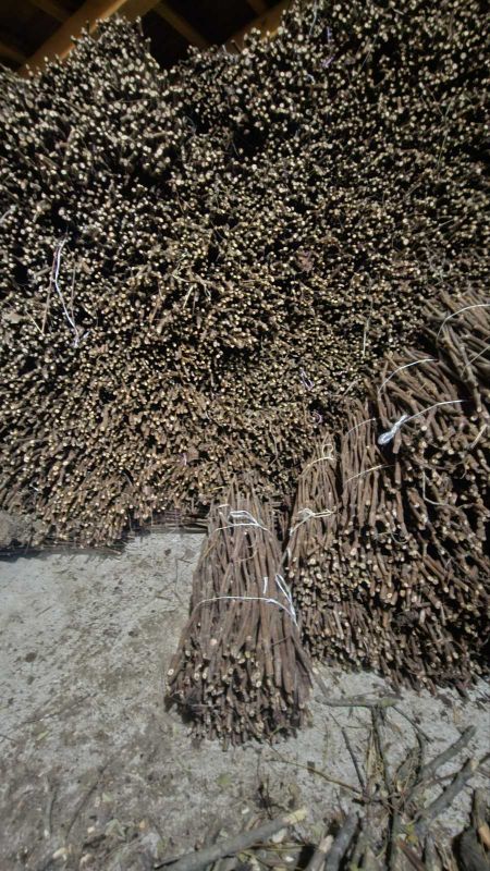 Isečena Loza 1 KLASE za Kalemljenje - Poljoprivreda Ostalo Razno Oglasi Beograd