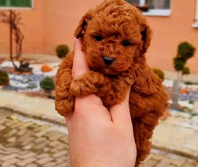 Najlepse bebe teddy bear toy pudle - Psi Oglasi Beograd Najlepse bebe teddy bear toy pudle - Psi Oglasi Beograd