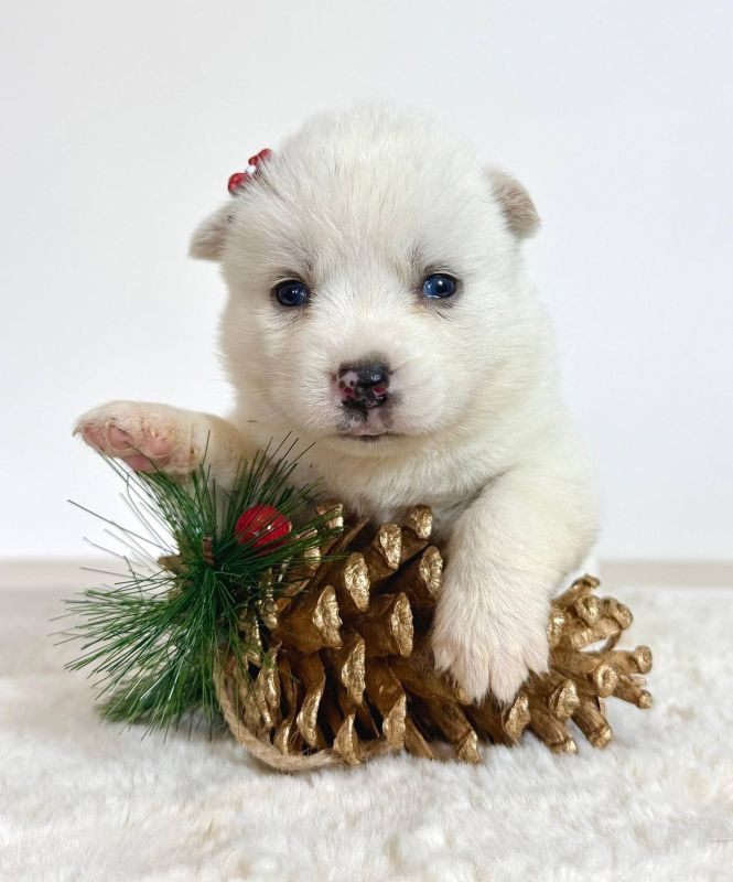 Pomsky-pomski (pomeranac + haski) - Psi Oglasi Beograd