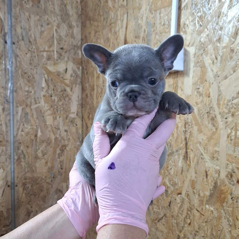 Sivi plavi francuski buldog - Psi Oglasi Beograd