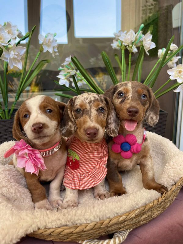 Mini Jazavičari egzotične boje - Psi Oglasi Beograd