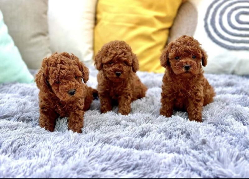 Najmanje pudle, od najlepsih roditelja u Evropi - Psi Oglasi Beograd