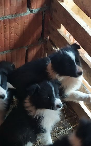 Na prodaju stenci Border collie stari 16 nedelja - Psi Oglasi Beograd