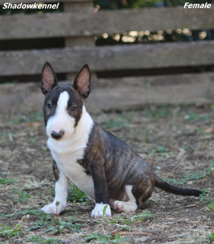 Mini Bull Terijer prelepi štenci - Psi Oglasi Beograd