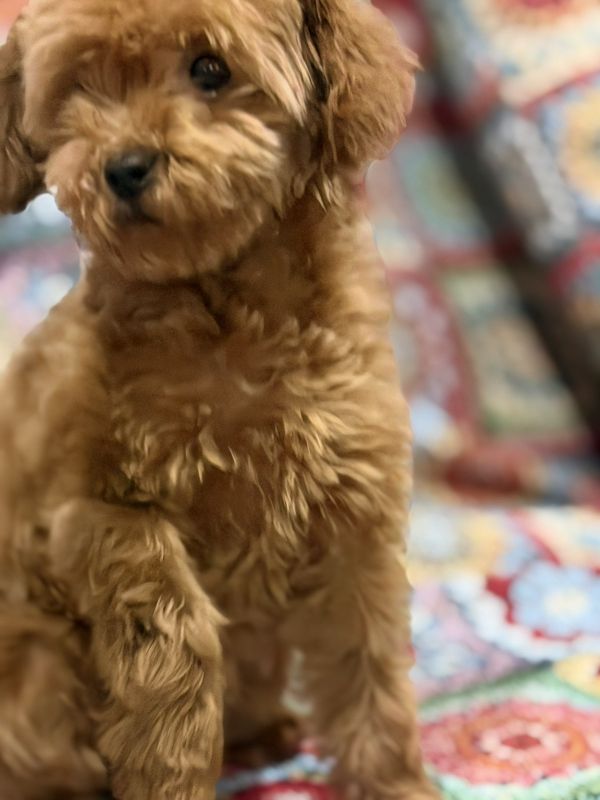 Toy Pudla prelepi štenci - Psi Oglasi Beograd