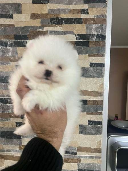 Pomeranac štenci - Psi Oglasi Beograd