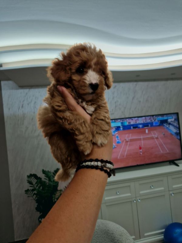 Maltipoo bebice - Psi Oglasi Beograd Maltipoo bebice - Psi Oglasi Beograd
