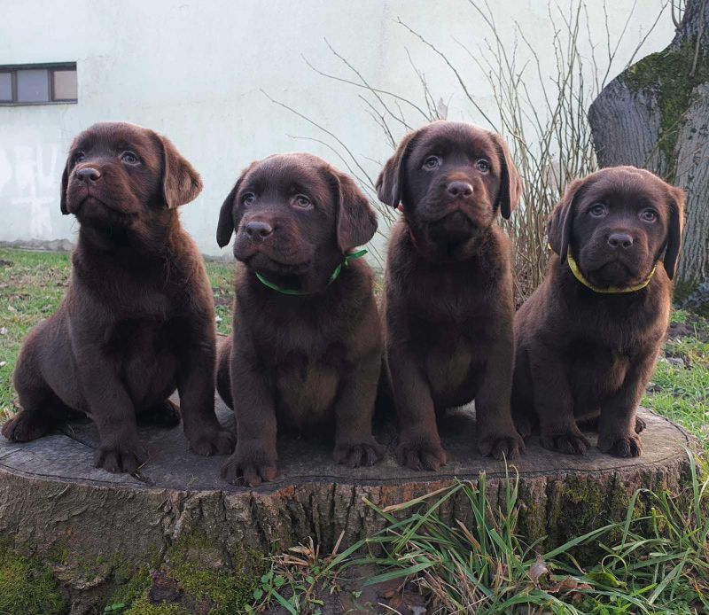 Labrador retriver čokoladni štenci - Psi Oglasi Beograd Labrador retriver čokoladni štenci - Psi Oglasi Beograd