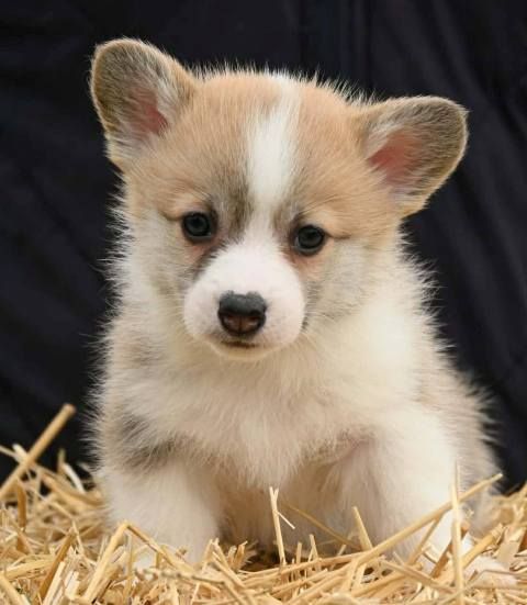 Velški korgi Welsh Corgi Pembroke - Psi Oglasi Beograd