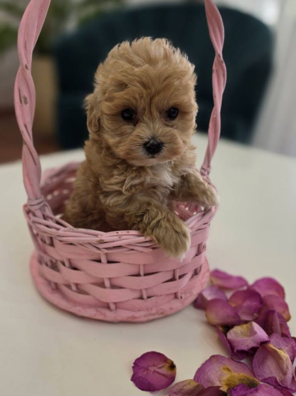 Preslatki maleni MALTIPOO stenci - Psi Oglasi Beograd