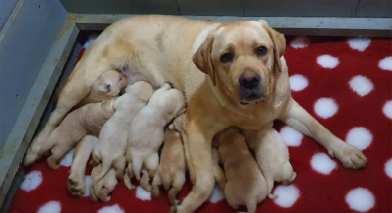 Labrador retriver štenci - Psi Oglasi Beograd Labrador retriver štenci - Psi Oglasi Beograd