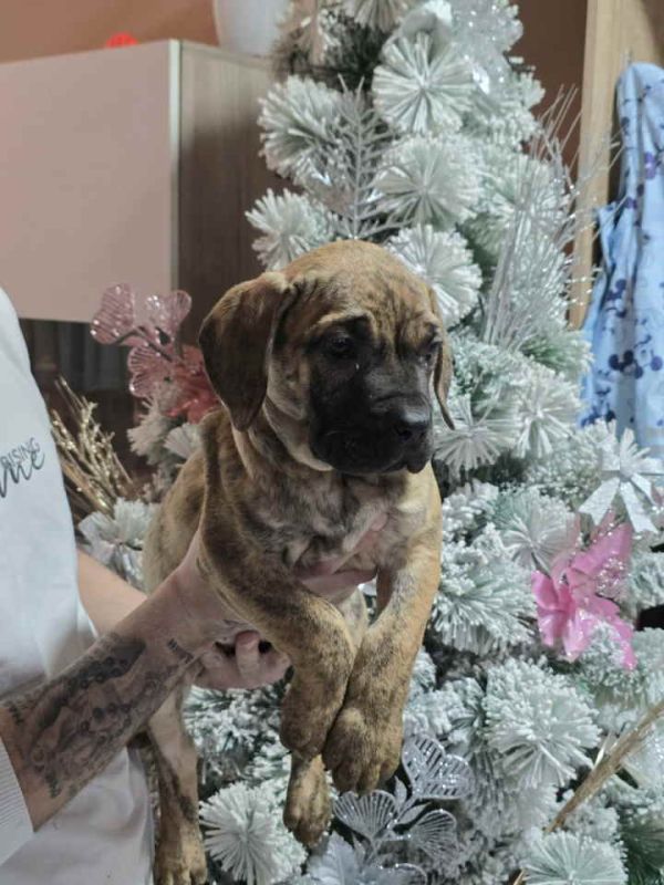 Na prodaju stenci prese kanario, vrhunskog porekla - Psi Oglasi Beograd