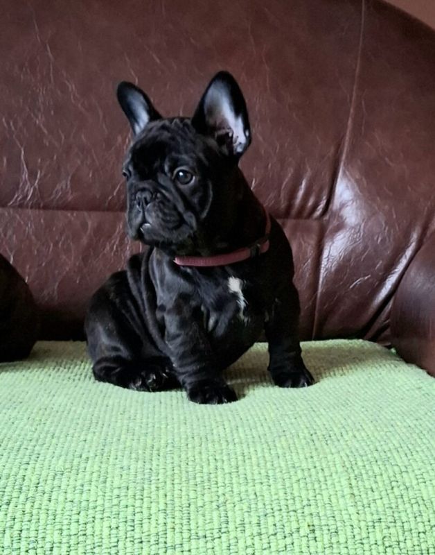 Francuski Buldog PRELEPI štenci - Psi Oglasi Beograd Francuski Buldog PRELEPI štenci - Psi Oglasi Beograd