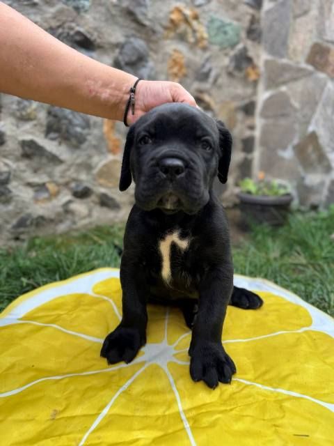 Cane Corso štenci - Psi Oglasi Beograd Cane Corso štenci - Psi Oglasi Beograd