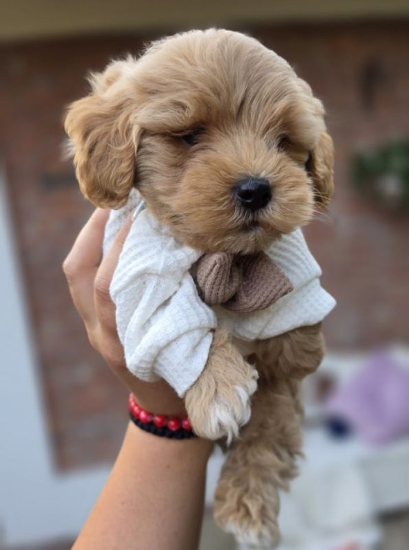 Maltipoo bebe - Psi Oglasi Beograd