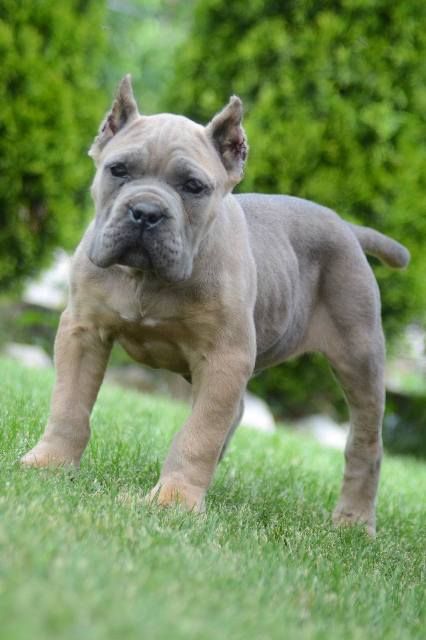 Cane Corso, štenci vrhunskog kvaliteta - Psi Oglasi Beograd