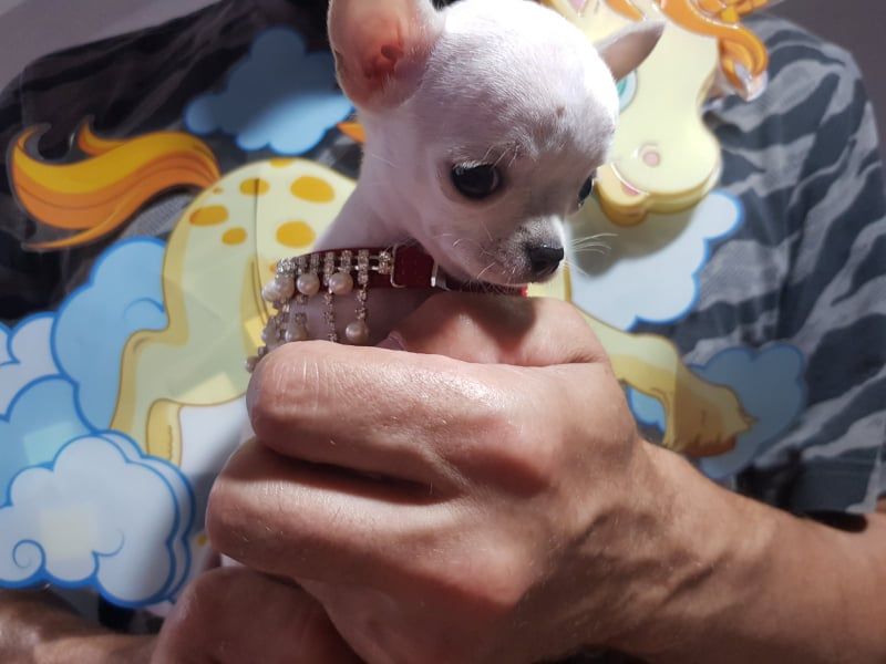 Mini princess chihuahue - Psi Oglasi Beograd Mini princess chihuahue - Psi Oglasi Beograd