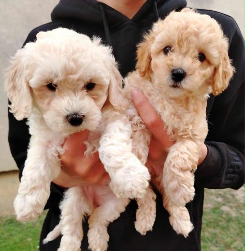 Maltipoo štenci - Psi Oglasi Beograd