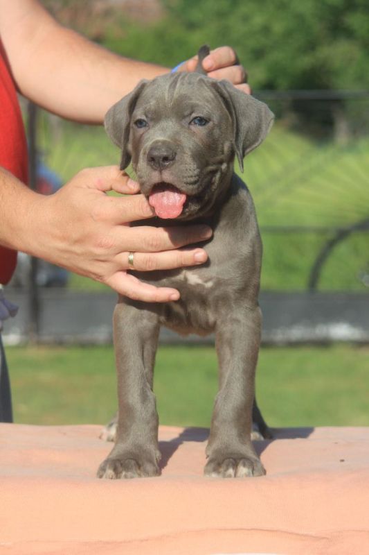 Cane Corso štenci - Psi Oglasi Beograd