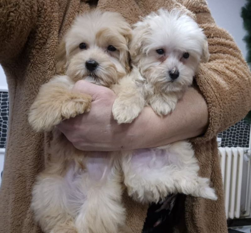 Maltipoo štenci - Psi Oglasi Beograd