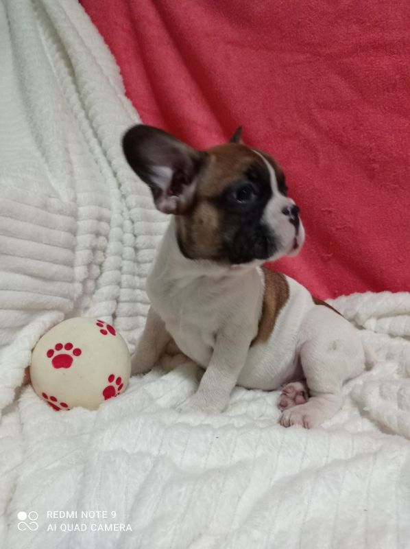 Zensko stene francuskog buldoga - Psi Oglasi Beograd