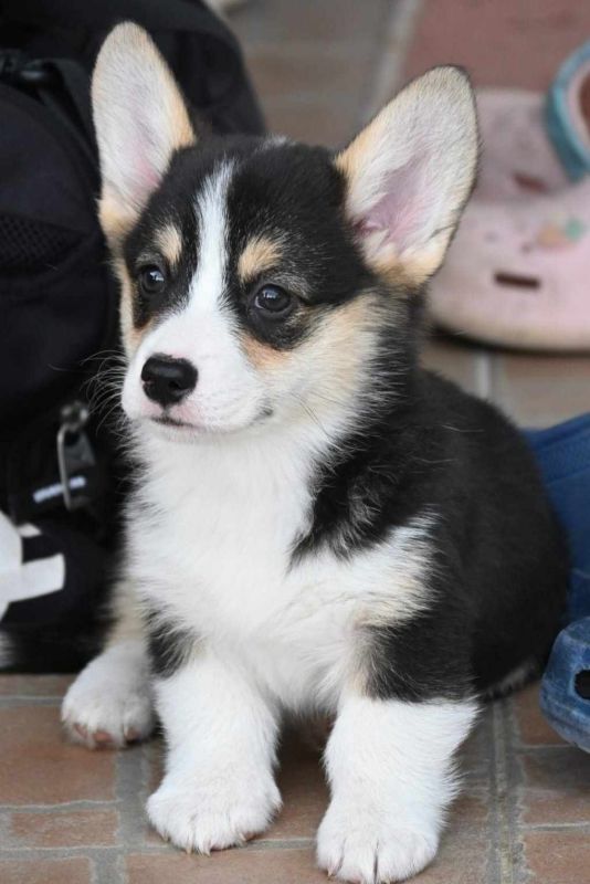 Velski korgi Welsh Corgi Pembroke - Psi Oglasi Beograd