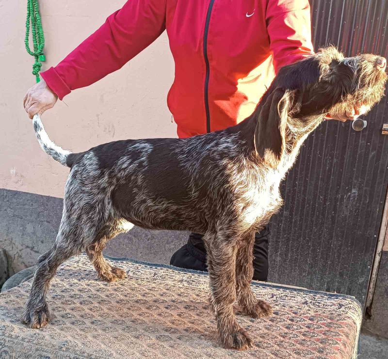 Nemački oštrodlaki ptičar - Psi Oglasi Beograd