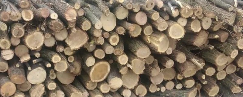 Prodaja 30 prostornih metara ogrevnog drveta bagrema - Ogrev Oglasi Beograd